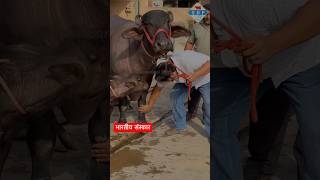 Punjab Intro  Saroor  Arjun Dhillon  Latest Punjabi Song  World Champion BuffaloBaani35950 Kg [upl. by Fuld]