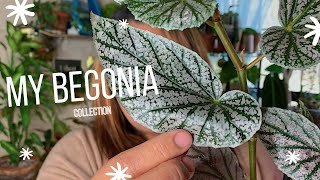 My Begonia Collection  Begonia Care Guide [upl. by Oiligriv46]