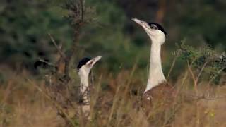 Save the Great Indian Bustard [upl. by Orwin]