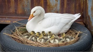 Duck Egg Hatching at Home EXPERT Guide 🥚🦢 [upl. by Oirramed]