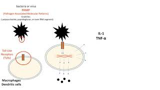 PAMPs and TLRs  Pathogen Associated Molecular Patterns and Toll Like Receptors [upl. by Yeoj]