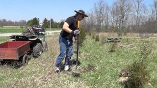 How to Transplant Eastern Red Cedar Trees [upl. by Gearard]