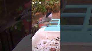 Cute Little Carolina Chickadee at Our Bird Feeder backyardbirds birds birdfeeder wildlife [upl. by Alethea]