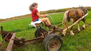 DRAFT HORSE FARMING Lady and Brenda Ted Third Cut Hay amp An Update on our Barn Wall [upl. by Adnov933]