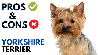 Yorkshire Terrier Pros and Cons  Yorkie Dog Advantages and Disadvantages [upl. by Vasileior722]