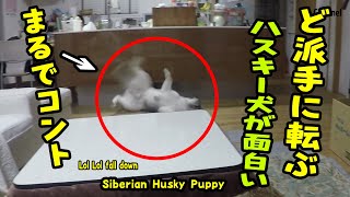 ペットボトルを踏んずけて派手に転ぶハスキー犬がおもしろい Husky Puppy [upl. by Aldred]