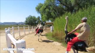 Ostrich Racing near Oudtshoorn Klein Karoo South Africa [upl. by Lazaruk]