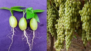 Growing Green Seedless Grapes Plant at Home  Planting Green Seedless Grapes  Grow Green Garden [upl. by Sylirama211]