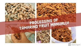 Processing of Tamarind fruit manuallysubtitled [upl. by Laumas]