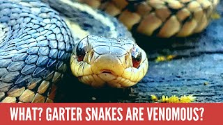 EVERYTHING you need to know about Garter Snakes [upl. by Eniruam]