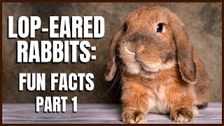 Lop Eared Rabbits Fun Facts Part 1 [upl. by Whatley]