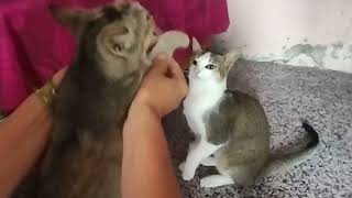 Understanding Cat Behavior Initiating Playful Interactions [upl. by Nerual881]