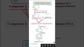 Transformation of E coli with recombinant DNA [upl. by Nitsirc387]