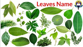 Name Of Leaves  Leaves Name In English And Hindi With Pictures Different Types Of Leaves LeafName [upl. by Annej325]