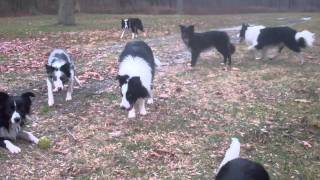 border collie walk [upl. by Noevad]