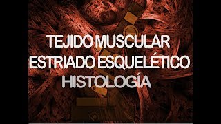 Músculo estriado esquelético  Histología [upl. by Marilou321]