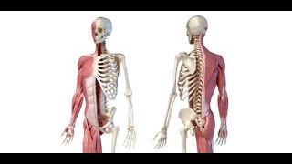 MDCN Approved Musculoskeletal System Examination [upl. by Beare]