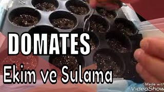 Domates tohumu ekimi ve sulanması Tomato seed sowing and watering [upl. by Nareht]