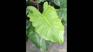 tamil gardening sale indoorplant homegardener [upl. by Ddene]