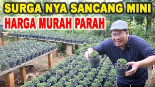 Eps Berburu Di Kebun Sancang Mini Jakarta Barat [upl. by Yekcaj]