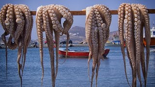 Octopus Catching and Octopus Processing Techniques [upl. by Baudelaire631]