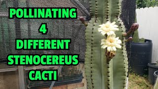 Pollinating 4 different Stenocereus cacti [upl. by Anelaf]