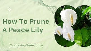 How To Prune A Peace Lily [upl. by Damiani]