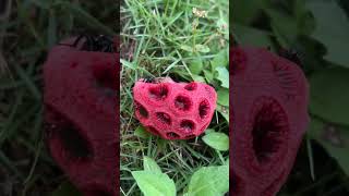 Clathrus Ruber aka John Crow Blow Nose [upl. by Kauppi]