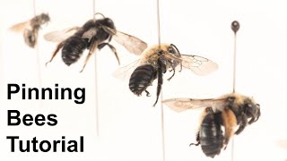 Pinning Bees Tutorial [upl. by Windham]