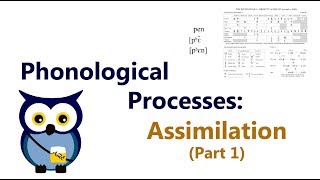 Phonological Processes Assimilation Part 1 [upl. by Anehsak]