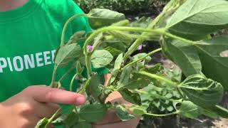 Agronomy Update 6212024 Soybean Flowering [upl. by Hertha554]