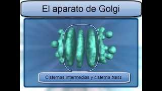 APARATO DE GOLGI [upl. by Zetta]