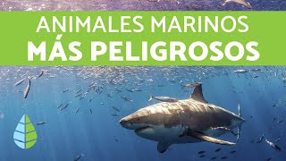 ¡Top 10 Criaturas Marinas Más PELIGROSAS [upl. by Verneuil239]