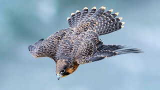 PEREGRINE FALCON  a dive fighter The FASTEST animal on the planet [upl. by Pineda101]