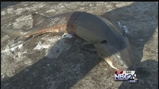 Sturgeon Spearing Season Ends with a Bang [upl. by Nitsirc]