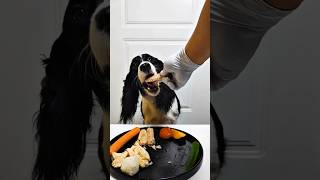 ASMR Dog eating，Enjoy food with herdogeating dogfood dogfooding asmreating asmrdog dogasmr [upl. by Attenra]