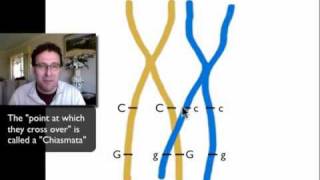 Sexlinked Inheritance AP Biology Topic 54 [upl. by Madian386]