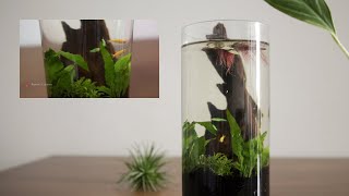 Easy jarrarium making for beginners  Low maintenance java fern aquarium [upl. by Derayne]