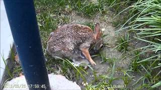 Mother cottontail rabbit with babies [upl. by Lemmie]