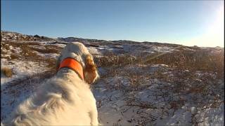 English setter hunting [upl. by Gibson]