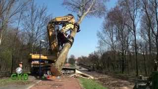 bomen rooien Hoek van Holland [upl. by Frank]