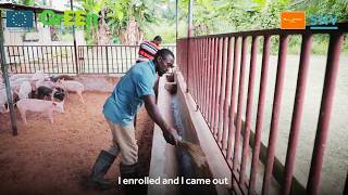 An odourless pig farm in Ghana – Joel Antanahs farming innovation [upl. by Enilasor746]