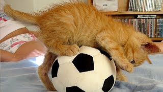 Cats Playing With Ball Compilation [upl. by Nyrac]