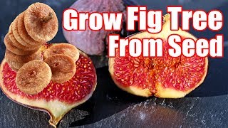 How To Grow A Fig Tree From Seed  Seedling to Transplant [upl. by Einnaej]