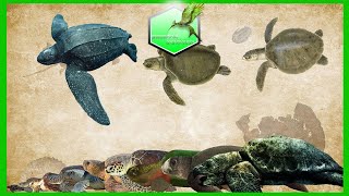 Sea Turtle Size Comparison Living Extinct [upl. by Bron702]