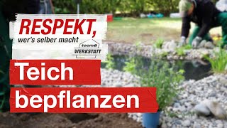 Teichpflanzen richtig pflanzen  toom Werkstatt [upl. by Papageno]