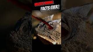 Unbelievable Animal Facts You Cant Miss Part 13 shorts [upl. by Yenttihw783]