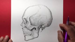 How to Draw the Human Skull [upl. by Feetal27]