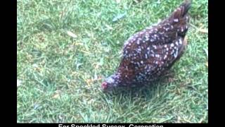 Raising Speckled Sussex Chickens  httpwwwthebackyardchickencoopcom [upl. by Procto]