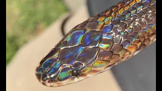 Sunbeam snake update March 2020 [upl. by Kristel570]